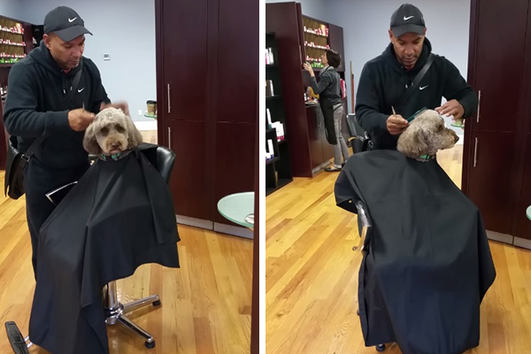 Cachorro mais obediente do mundo fica quietinho em cadeira de salão para receber um “corte de cabelo”