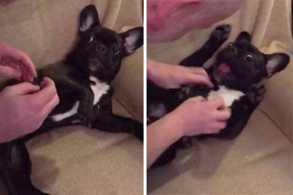 Filhote de buldogue francês adora cócegas e implora para que seu dono continue a brincadeira em vídeo