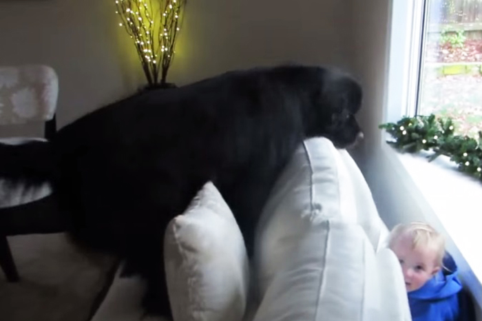 Cachorro gigantesco e garotinha disputam a partida de “esconde-esconde” mais fofa do mundo; assista