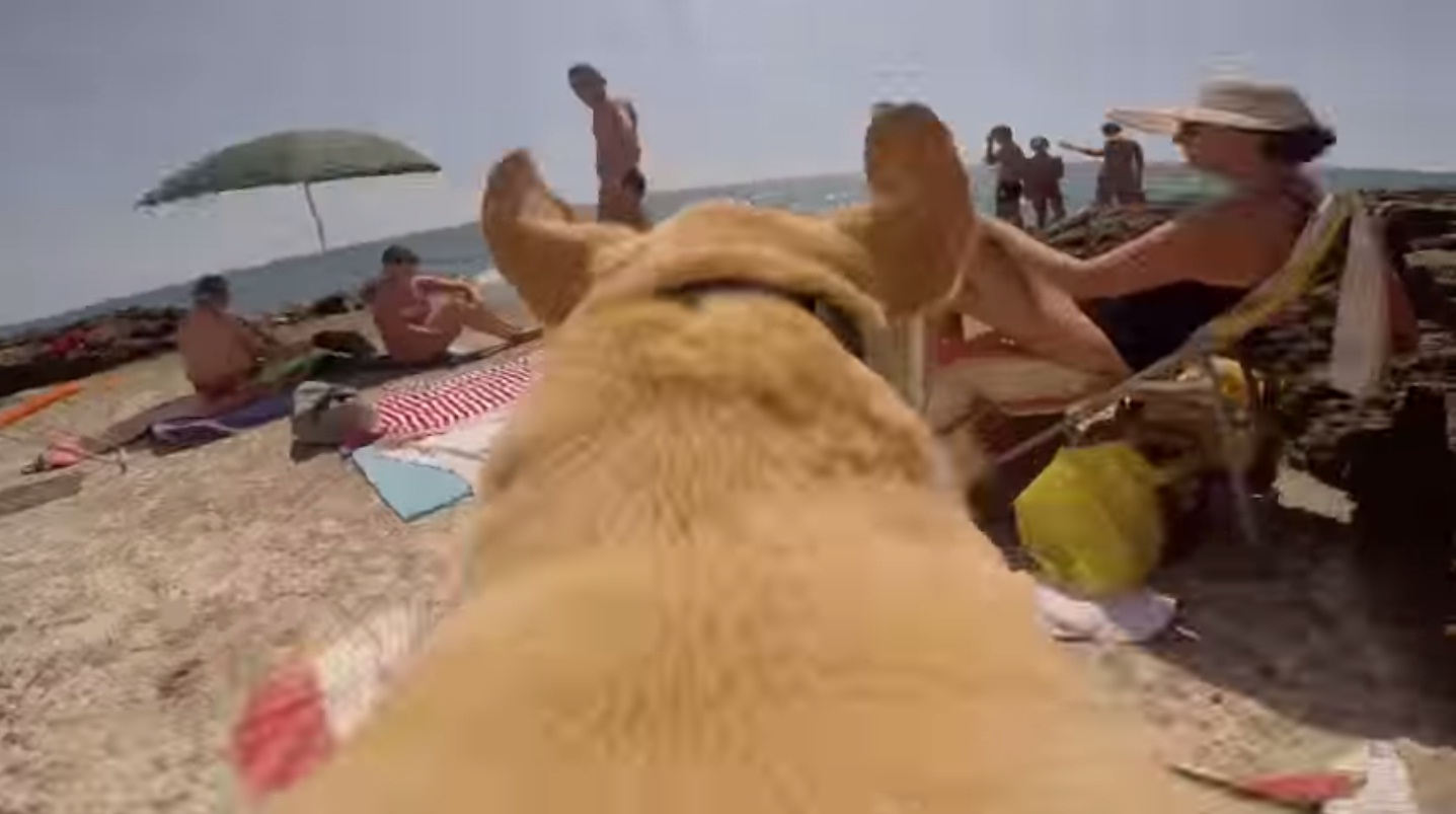 Vídeo: a afobação de um labrador para mergulhar no mar