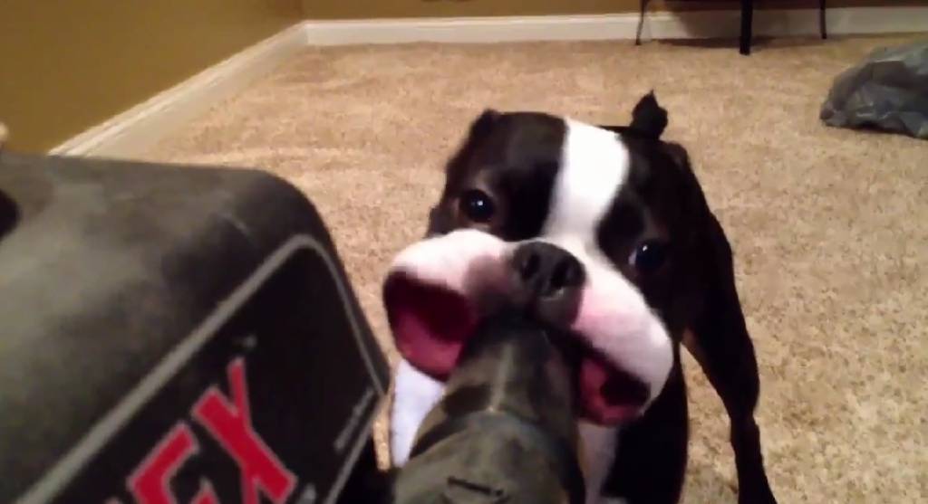 Essa compilação de animais de estimação brincando com aspiradores pela primeira vez é simplesmente incrível