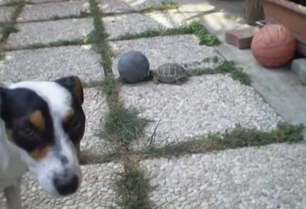 Cachorro e tartaruga disputam partida de futebol