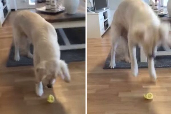 Cachorro prova limão e a reação é… dar pulinhos sem parar