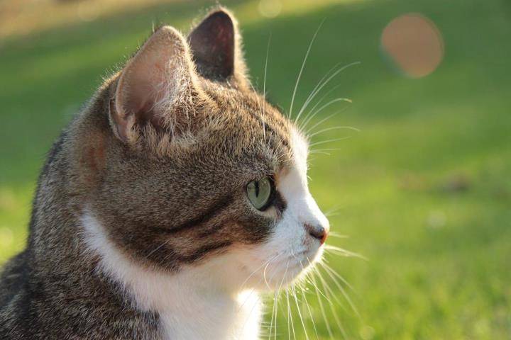 Dica do especialista: Posso cortar os bigodes do meu gato?