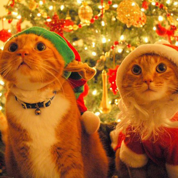 catchristmas