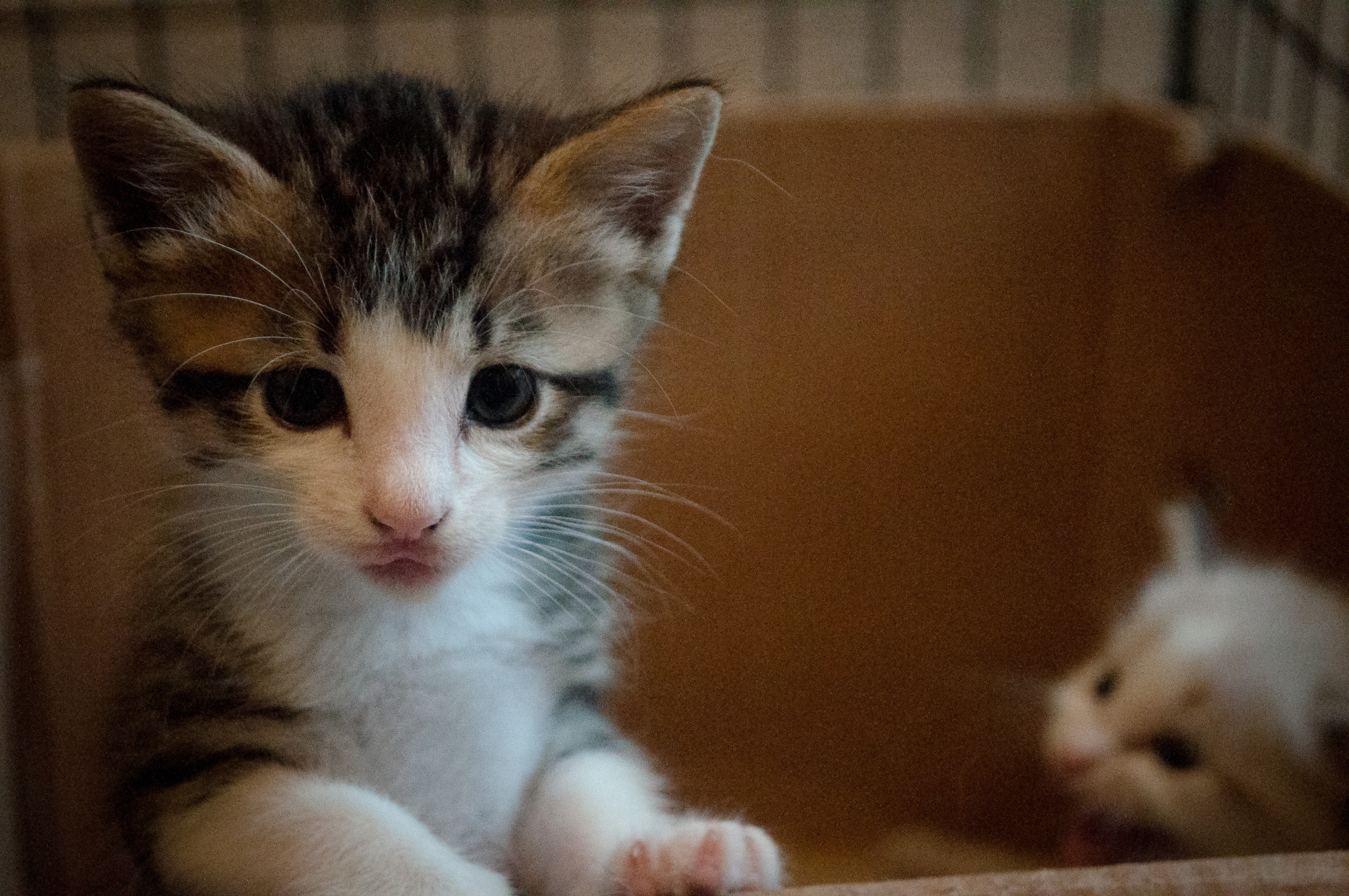 Pergunte ao especialista: Devo ter um ou dois gatos?