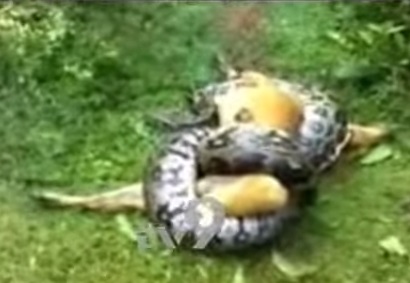 Vídeo: cachorro escapa de ataque de cobra píton