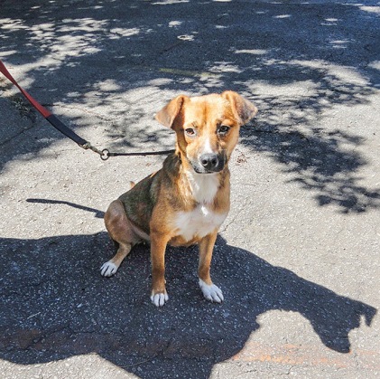 Projeto que incentiva o passeio de voluntários com cães para adoção volta à ativa no CCZ