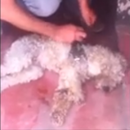 Cachorro Cão Sem Dono