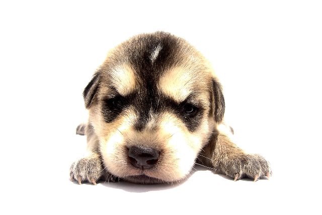 Como fazer meu cachorro parar de comer suas fezes