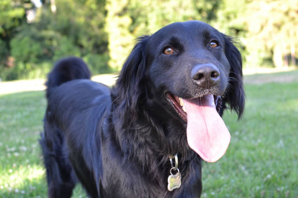 Centro de Controle de Zoonoses promove feira de adoção de cães e gatos neste sábado (31)
