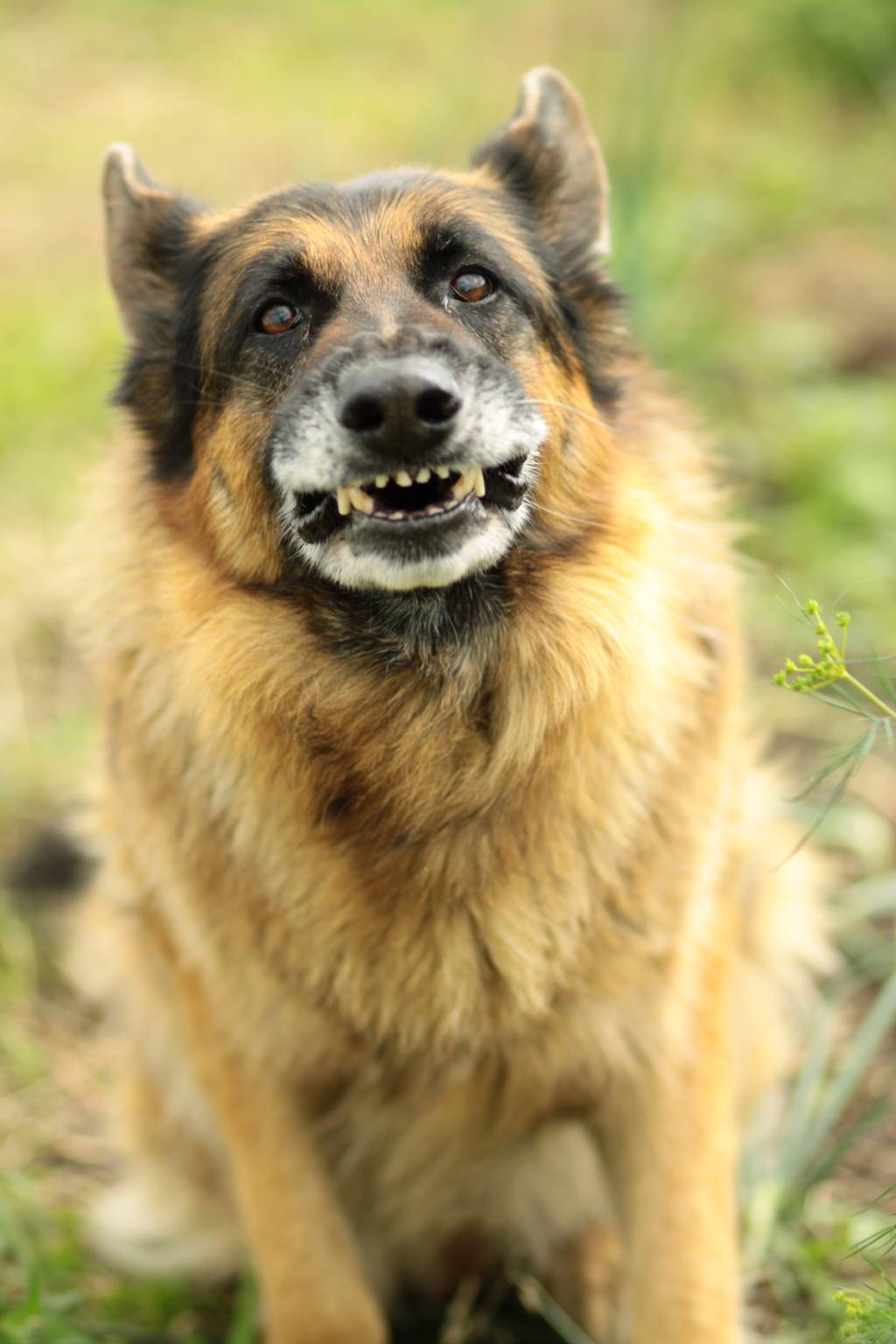 Dica do especialista: Como saber a idade do meu pet?