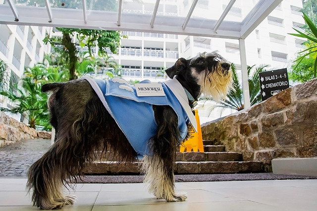 ONG Mata Ciliar inaugura novo recinto para felinos. Um dos moradores será a onça-pintada Felipe