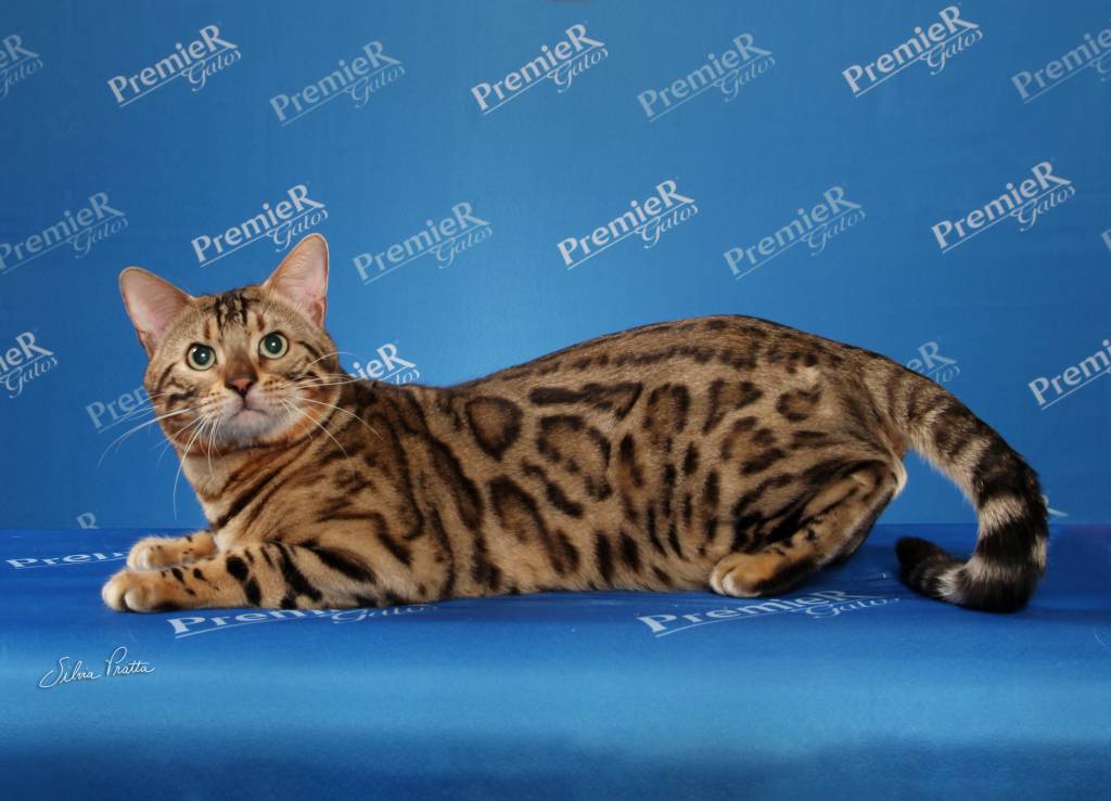 Bengal