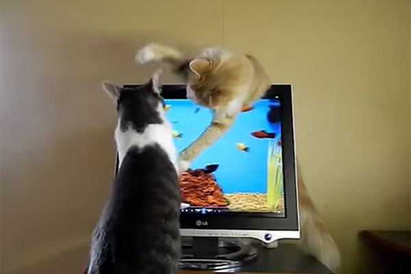 Gatinho toma medidas radicais para impedir que irmão arranhe tela de computador