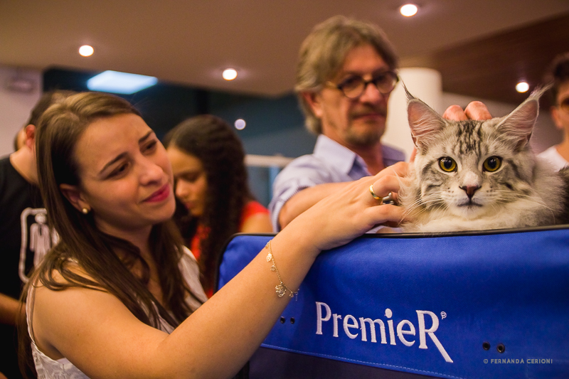 gato-da-ra%c3%a7a-maine-coon-recebe-carinho-de-visitante