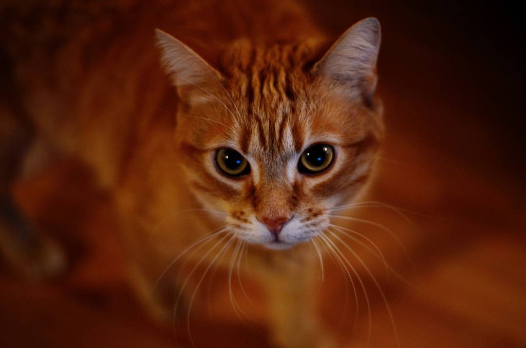 Inspirada pela Festa da Achiropita, ONG promove a Festa da Felinopita, com renda revertida para cães e gatos