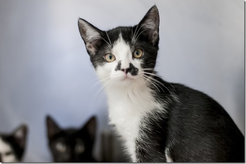 ONG paulistana comemora a marca de 6500 gatos doados