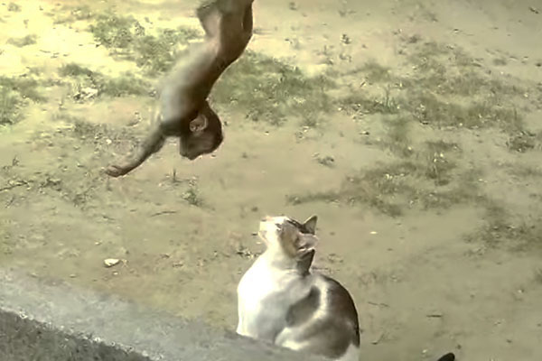 Gato e macaquinho formam amizade improvável em vídeo