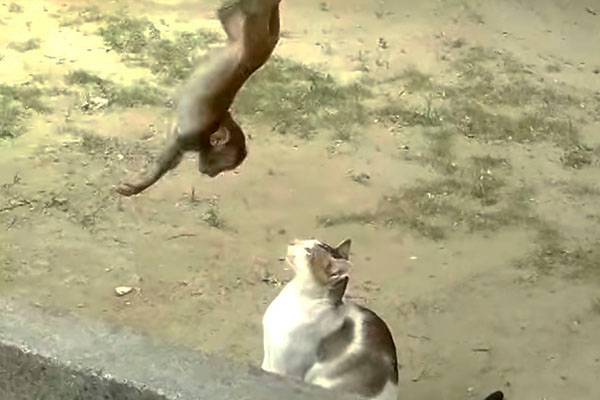 Gato e macaquinho formam amizade improvável em vídeo