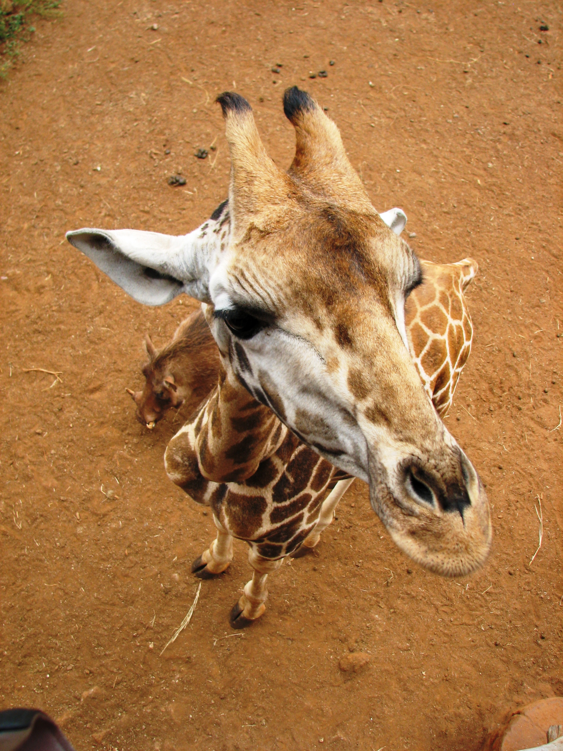 Entenda a brincadeira da girafa no Facebook, que ganhou até site oficial