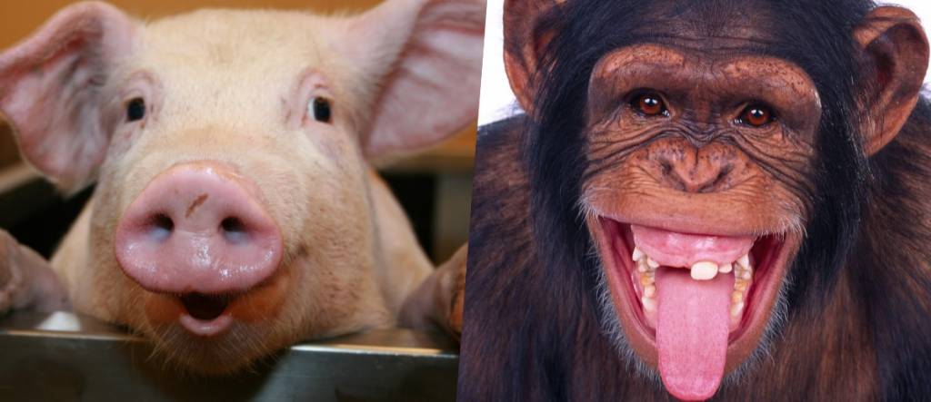 Parece, mas não é: o porco que nasceu com cara de macaco