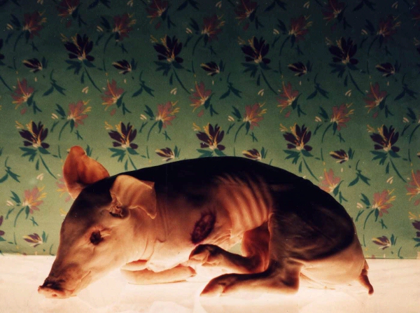 Brasil Anos 80: Cinema e Vídeo