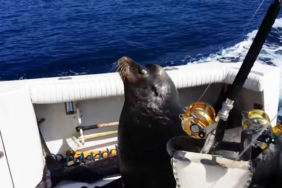Leão-marinho invade barco para fazer uma boquinha e o incrível momento é registrado em vídeo