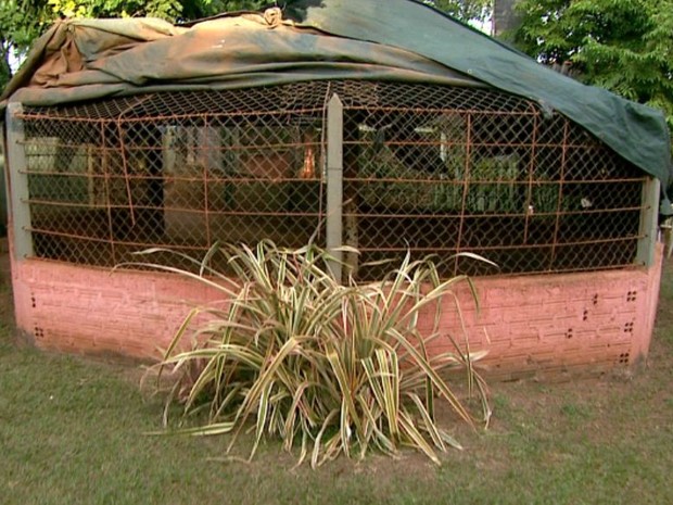 Leão de 9 anos é roubado no interior de SP