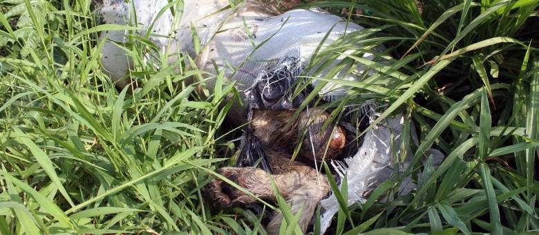 Zoológico de Taboão da Serra sofre com má conservação. Um leão e um casal de tigres morreram nos últimos meses