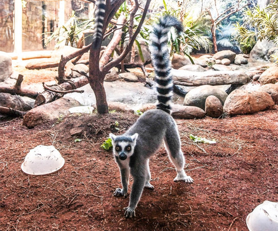 Promoção Aquário de São Paulo – Ingressos para 20 de abril