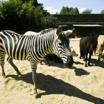 A zebra Mortadela (Foto: Mario Rodrigues)