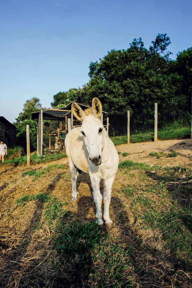 Rancho dos Gnomos Burro Zebrito