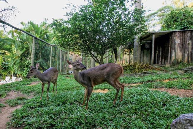 Rancho dos Gnomos Veados