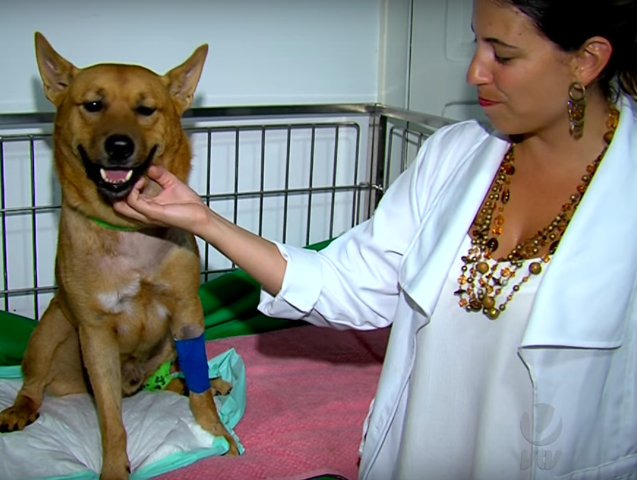 Casal resgata e adota cão esfaqueado na praia de Santos