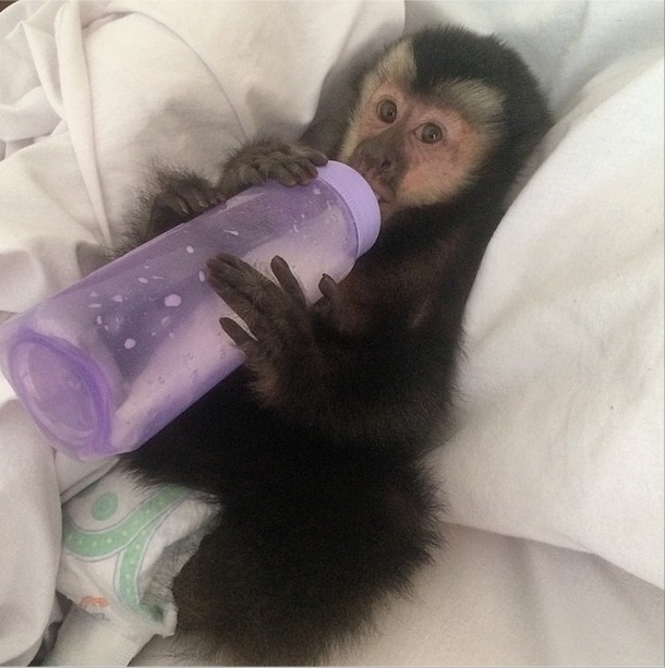 Os melhores momentos de Twelves, macaco de Latino