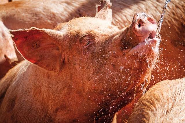 mauricio-nakata-santuario-animal-sao-roque-07-2016-alta-7469-jpg