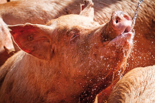 Empresária sofre para manter em seu sítio porcos resgatados em acidente no Rodoanel