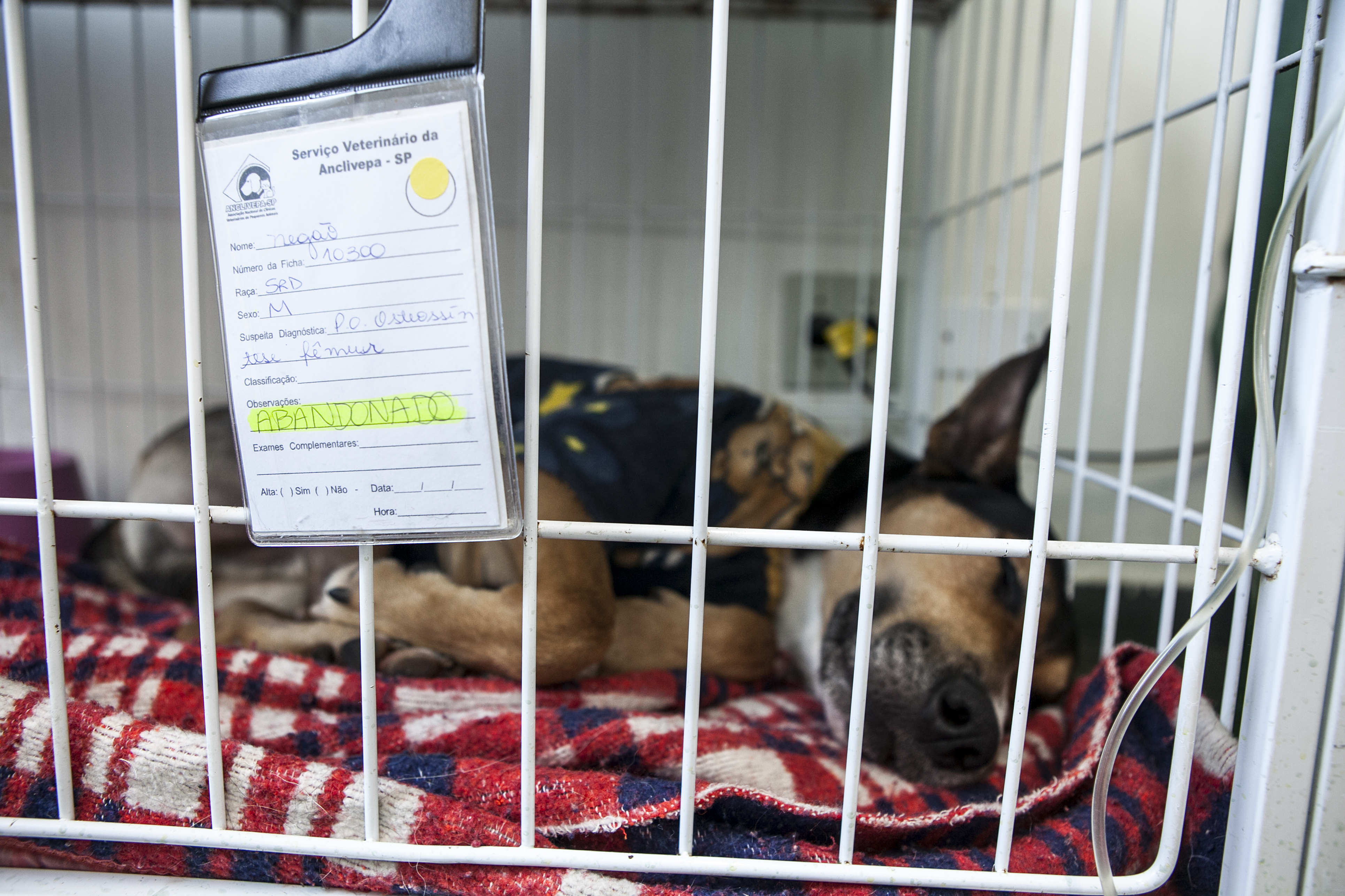 Órfãos do hospital: abandonos na clínica veterinária pública do Tatuapé