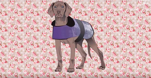 Escola oferece curso de moda pet em São Paulo