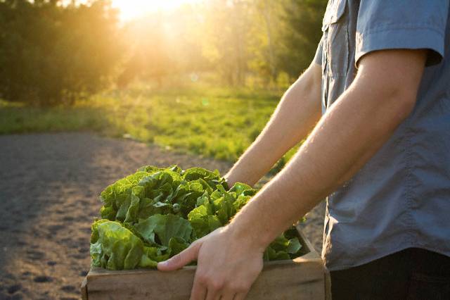 Man carrying box of lettuce