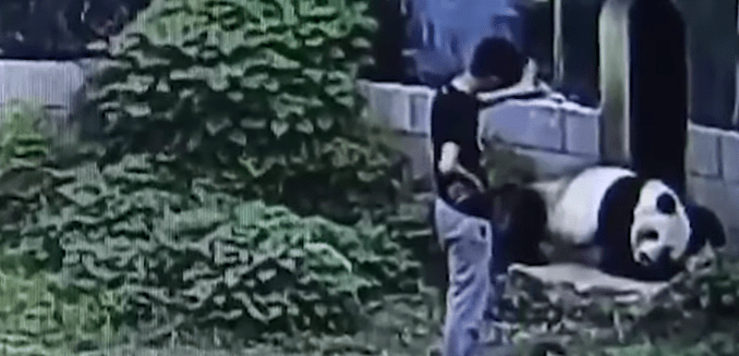 Rapaz invade recinto de panda em zoológico para fazer graça, mas logo se arrepende. Veja vídeo