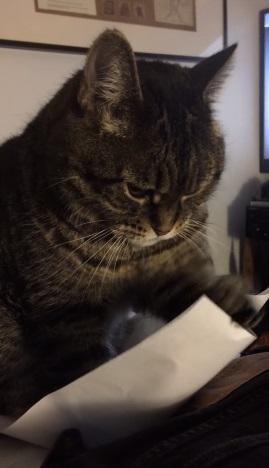 Vídeo de gatinho puxando folha de papel repetidamente relaxa qualquer um