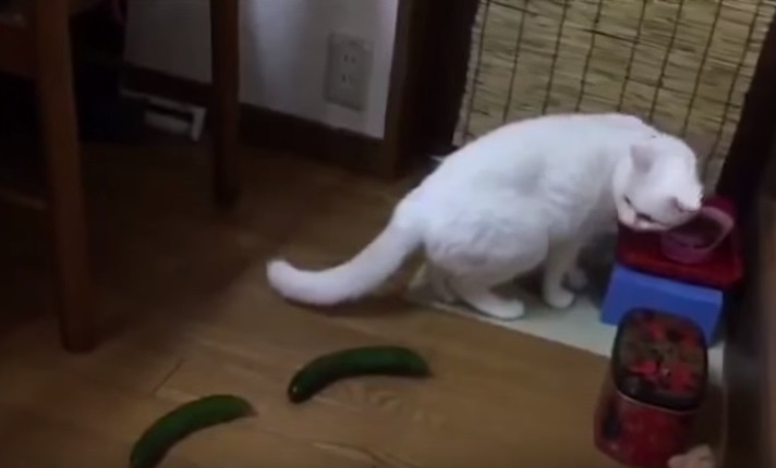 Gatos se assustando com pepinos são nova moda na internet
