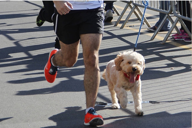 Shopping terá corrida e caminhada para cães e seus donos
