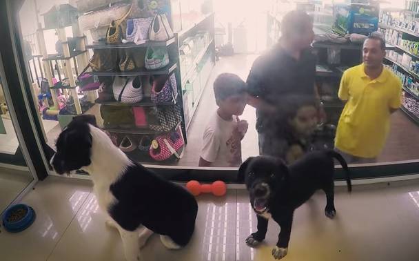 Ong surpreende consumidores em pet shop ao trocar animais à venda por bichinhos para adoção
