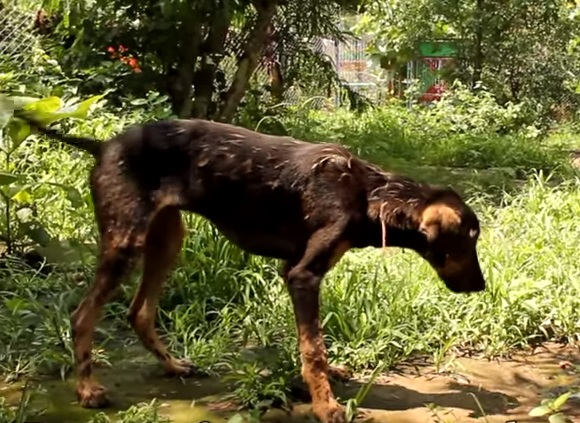 Cachorro cai em poça de piche e fica petrificado. Protetores fazem transformação