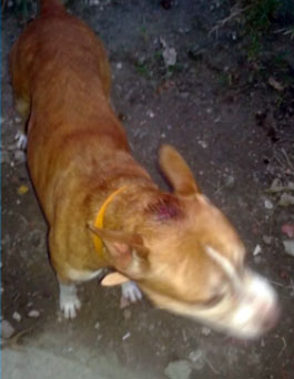 Menina morre após ser atacada por pit bull em Santos