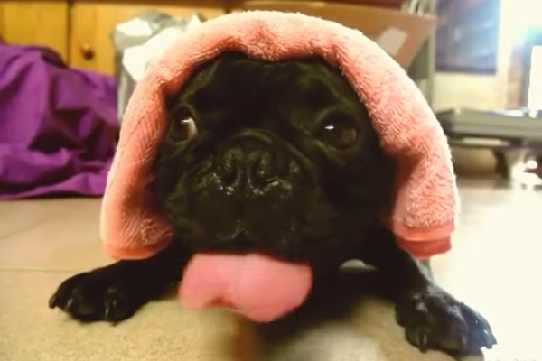 pug