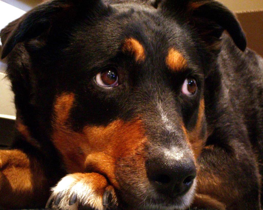 Como proteger o pet dos barulhos de fogos de artifício nos jogos da Copa